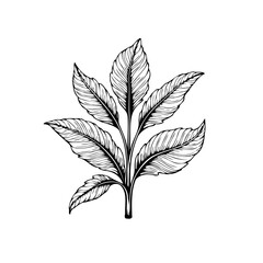 Detailed botanical illustration showcasing a plant with intricate leaf venation highlighting natural beauty and artistic rendering