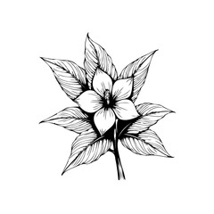 Elegant botanical illustration a detailed hand drawn flower with leaves ideal for vintage designs and artworks