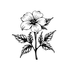 Elegant flower drawing with leaves botanical art illustration showcasing minimalist floral design for various creative projects and designs