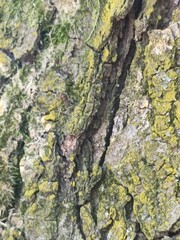 tree bark texture