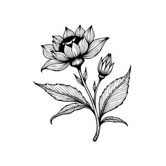 Elegant hand drawn floral illustration featuring a blooming flower and bud enhancing artistic projects and designs