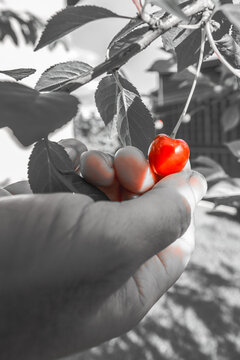 A close-up of a single bright red cherry held in a person's hand. The rest of the image, including the cherry tree leaves and background, is desaturated and rendered in shades of gray.