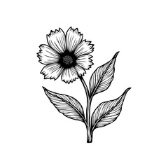 Elegant monochrome botanical illustration of a daisy flower with leaves in minimalist style drawing vintage