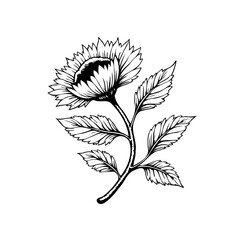 Botanical illustration of a flower with delicate petals and leaves for decorative design elements and backgrounds