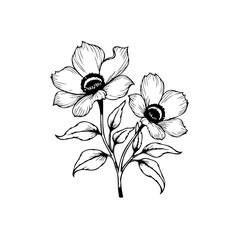 Elegant floral design featuring hand drawn anemone flowers a timeless botanical illustration style and refined aesthetic