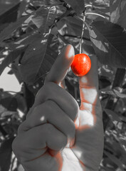A close-up of a single bright red cherry held in a person's hand. The rest of the image, including...