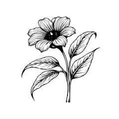 Elegant botanical illustration featuring a detailed flower with delicate petals and leaves creating a captivating visual