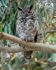 Great Horned Owl (Bubo virginianus)