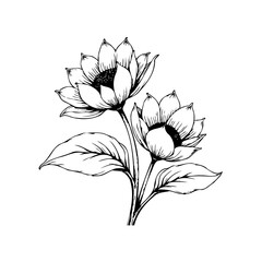 Elegant floral drawing showcasing delicate petals and intricate details evoking nature's beauty and artistic expression in botanical art
