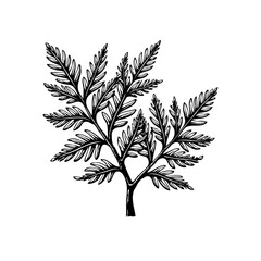 Fern frond botanical illustration in black and white for natural minimalist elegance and vintage charm