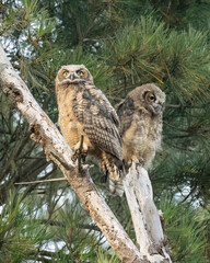 Great Horned Owl (Bubo virginianus)