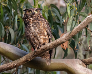 Great Horned Owl (Bubo virginianus), female, Natural Bridges State Park, Santa Cruz, California, USA, North America 