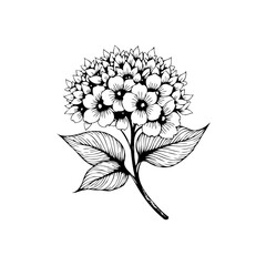 Detailed botanical illustration of a hydrangea flower with intricate line work creating a visually appealing artistic artwork
