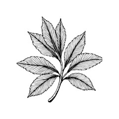 Delicate botanical illustration showcasing elegant leaf branch capturing nature's beauty in a minimalist drawing style art