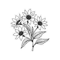 Hand drawn botanical illustration of a sunflower plant with petals leaves and stem simple design