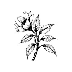 Naklejka premium Botanical drawing of a beautiful flower and foliage design with a vintage artistic style and aesthetic