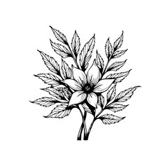Elegant botanical illustration showcasing a delicate flower surrounded by intricate leaves in a vintage style
