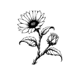 Detailed black and white botanical illustration featuring a beautiful sunflower and bud, creating a captivating floral design