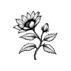 Hand drawn black and white sunflower with leaves illustration on white background floral artwork botanical art nature design perfect for invitations