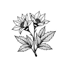 Detailed botanical illustration showcasing a floral arrangement with delicate petals and intricate leaf veins for artistic projects