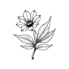 Elegant botanical illustration featuring a blooming flower and delicate leaves conveying natural beauty and artistic craftsmanship