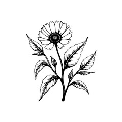 Delicate floral illustration capturing the beauty of nature through intricate line work and botanical elegance for artistic expression