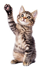 Obraz premium Playful tabby kitten reaching up; isolated on transparent PNG