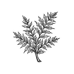 Detailed hand drawn botanical illustration of a fern branch with intricate leaves ideal for nature related designs