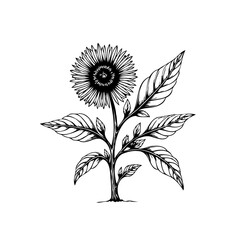 Detailed botanical illustration of a sunflower showcasing its intricate details in a minimalist and elegant design