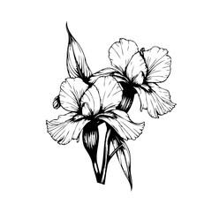 Elegant iris flower illustration showcases delicate petals and leaves in a striking botanical art piece