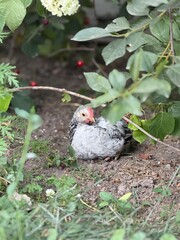 hen and chicks
