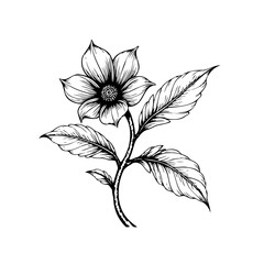 Detailed botanical illustration showing a black and white flower with leaves in elegant design single line drawing