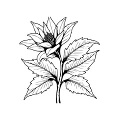 Detailed botanical illustration showcasing a delicate flower and leaves in black and white style art