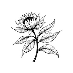 Delicate hand drawn vector botanical illustration of a sunflower for natural design projects perfect for branding