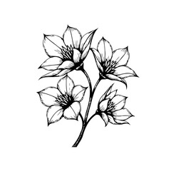Elegant botanical illustration featuring delicate lily flowers in black and white line art with stylized stems