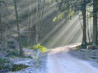 Atmospheric winter scene in a forest with sunbeams shining through tall trees onto a snowy path.