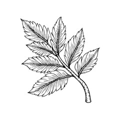 Detailed botanical illustration of a rowan tree leaf branch displaying intricate vein patterns and leaf structure artwork