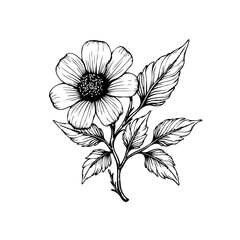 Delicate floral design showcasing intricate line work and elegant botanical illustrations perfect for various creative projects and artistic endeavors
