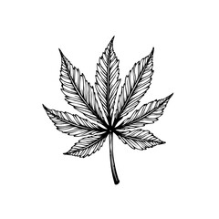 Detailed hand drawn marijuana leaf illustration showcasing medicinal cannabis for medical herb plants and recreational usage