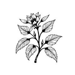 Elegant botanical illustration featuring a blossoming flower and detailed leaves, reminiscent of vintage engravings and nature art