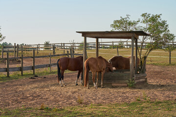 Horses Feeding at a Trough in a Sunny Paddock