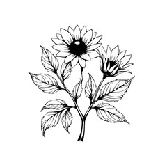 Detailed botanical drawing showcases two sunflowers with intricate leaves on a white backdrop creating elegance