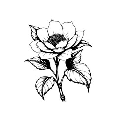 Obraz premium Elegant monochrome floral botanical illustration featuring a blooming flower with leaves and stem in a simple design