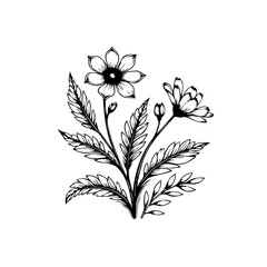 Elegant botanical floral design displaying intricate details with a vintage or classic aesthetic illustration drawing