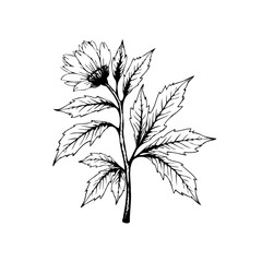 Obraz premium Elegant botanical illustration of a blooming flower with intricate leaves isolated on white background perfect for design projects