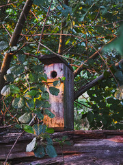 wooden birdhouse surrounded by green foliage at golden hour