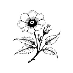 Vintage floral botanical illustration of a flower with leaves and buds isolated on white background