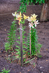 Close-up of yellow and white lilies staked with wooden supports, growing in a neatly cultivated garden bed. 