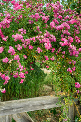 A vibrant cluster of blooming pink climbing roses cascading over a rustic wooden garden gate. The lush flowers create a romantic and picturesque scene, symbolizing summer beauty and countryside charm
