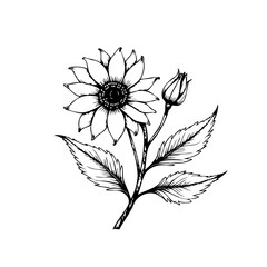 Elegant hand drawn sunflower illustration with leaves and buds showcasing botanical beauty and delicate details